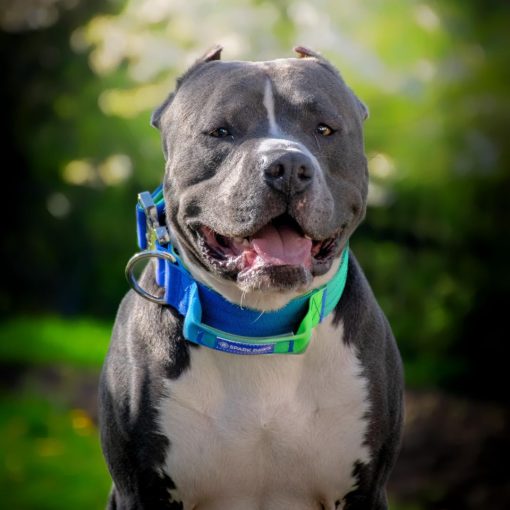 Collar para Perros Tactico Spark Paws - Collar de Calidad Premium, Diseno Robusto y Duradero para Razas Grandes y Fuertes - Pitbulls, Boxers - Ola de Lima - Imagen 4