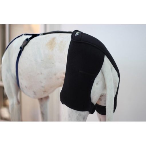 Ortocanis - Soporte de cadera para perros con displasia de cadera u osteoartritis (L) - Imagen 8