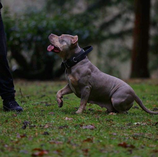 Collar Bestia Dog Sport con Mango Rojo - Imagen 3
