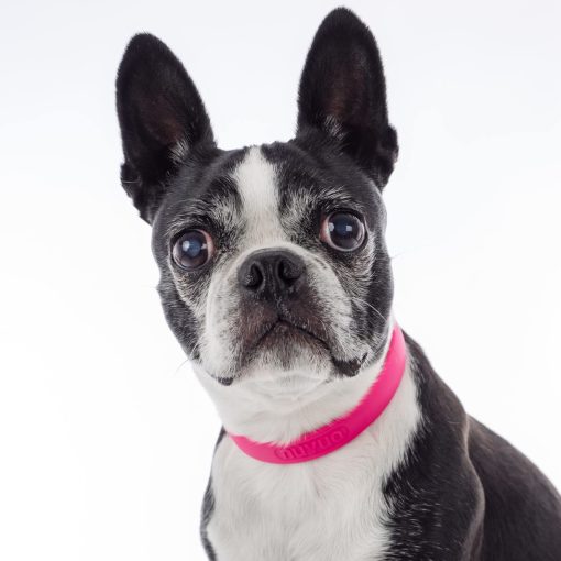 Collar para Perros NUVUQ a Prueba de Agua y Duradero, Comodo, Suave y Ligero Ajustable para Perros Activos (Tamano Mediano, Rosa Frambuesa) - Imagen 3