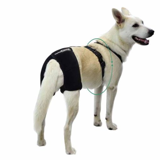Ortocanis - Soporte de cadera para perros con displasia de cadera u osteoartritis (L) - Imagen 3
