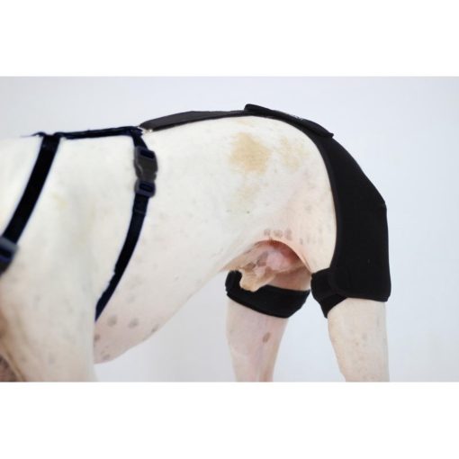 Ortocanis - Soporte de cadera para perros con displasia de cadera u osteoartritis (L) - Imagen 7