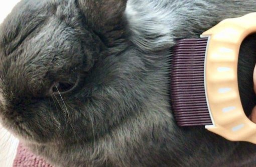 DIATOLIB Philocomb E1 Soft (en empaque en ingles), un suave y flexible peine para perros pequenos, gatos, conejos. - Imagen 7