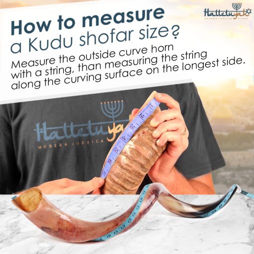 Shofar Kudu Original Kosher HalleluYAH Totalmente Pulido 35"-39" | De Israel - Imagen 2