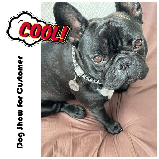 Collar de Cadena para Perro con Cierre de Circonia, Collar de 10MM de Metal Plateado de Lujo para Perro Bling Gato Collar Pequeno (10MM, 12") - Imagen 6