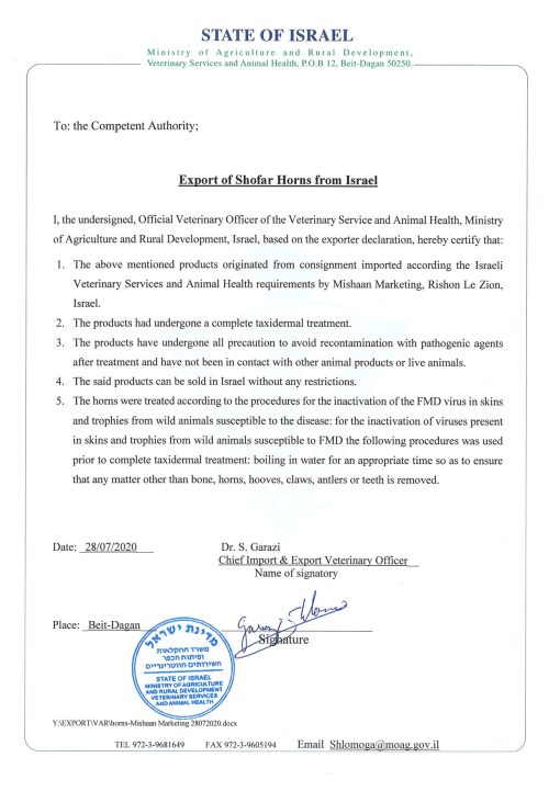 Conjunto de Shofar Israeli ProShofar, Cuerno de Kudu Natural, Shofar Kosher Tradicional Yemenita Instrumento Musical para Ceremonias Espirituales Judias y Sermones Religiosos, Hecho en Israel - Imagen 6