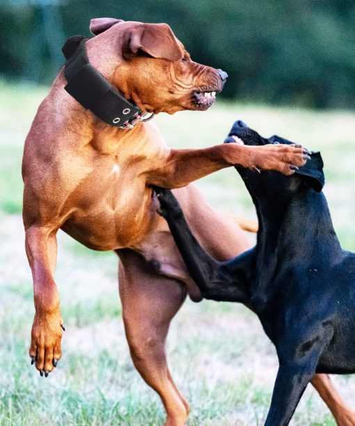 Collar para Perros Grandes - 2 en Collares Negros con Asa para Perros de Razas Extra Grandes, Collar Tactico de Nylon Resistente para Mascotas XL, la Mejor Eleccion para Pitbull Doberman Rottweiler 17"-22" - Imagen 3