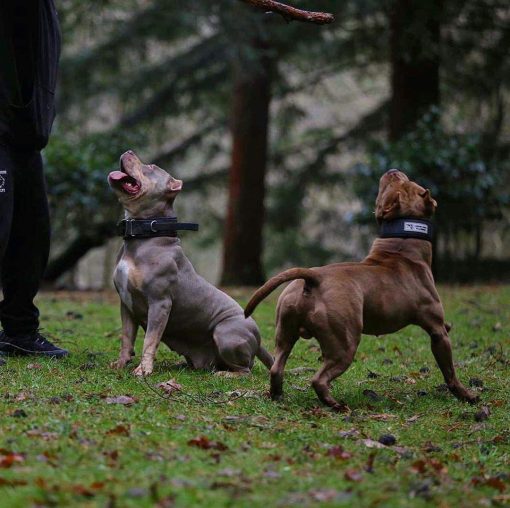 Collar Bestia Dog Sport con Mango Rojo - Imagen 4