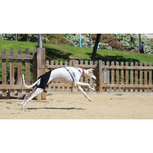 Ortocanis - Soporte de cadera para perros con displasia de cadera u osteoartritis (L) - Imagen 9