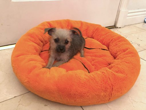 Cama de Peluche Suave Pequena y Linda de Baloncesto para Perros y Gatos TONBO, Lavable en Lavadora y Secadora (Baloncesto) - Imagen 3