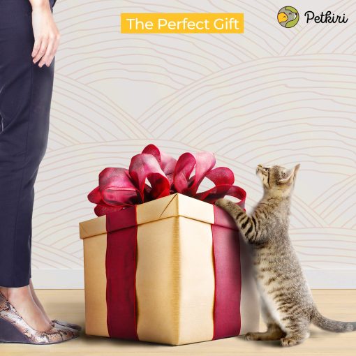 Cama para Gatos y Gatitos de Lana Fieltro Hecha a Mano PETKIRI - Lana 100% Natural (Uvas de Medianoche) - Imagen 7