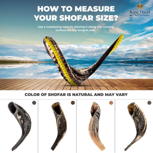 Shofar Horn Instrument - RAM Shofar Angels Instrumento Musical - Regalo de Cuerno de Israel - Shofar Judio y Evangelico Kosher - Instrumento Sagrado Tradicional para Ceremonias Religiosas (20"-22") - Imagen 5