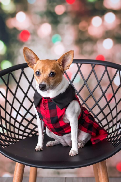 Vestido de Cuadros Buffalo Rojo para Perro Disenado por Parisian Pet para Fiestas Navidenas - Imagen 4