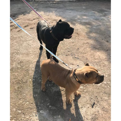 Correa de Entrenamiento Resistente de Algodon para Perros Shorven Basic Walking Hiking Amarillo Medio 50FT/Ancho 1" - Imagen 7