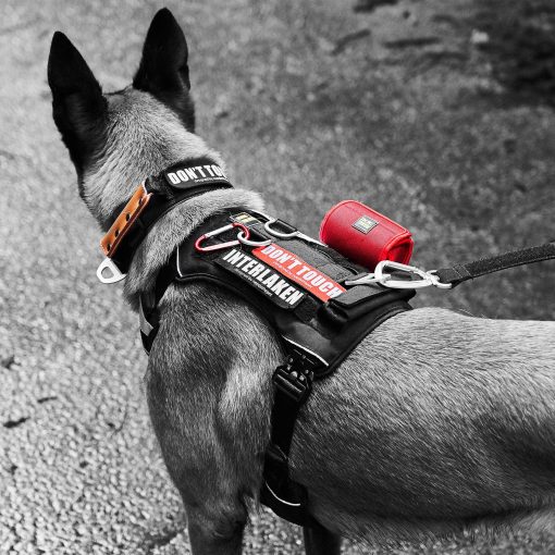 Collar Comodo, Collar acolchado de piel de vaca suave para perros de todas las razas, parche reflectante, hebilla metalica para perros grandes Mango de control facil (S, M, L) (S, Gris Claro) - Imagen 7
