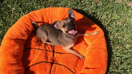 Cama de Peluche Suave Pequena y Linda de Baloncesto para Perros y Gatos TONBO, Lavable en Lavadora y Secadora (Baloncesto) - Imagen 4
