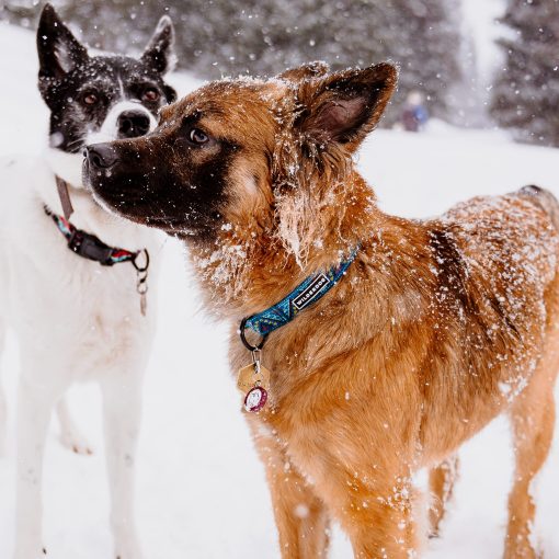 Collar Ultraligero Series para Perros Wilderdog - Pequeno - Glacier - Imagen 5