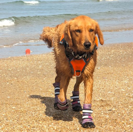 Bark Brite Botas Protectoras de Neopreno Ligero para Patas de Perro Disenadas para Comodidad y Transpirabilidad en 5 Tamanos (Lavanda Lg) - Imagen 8