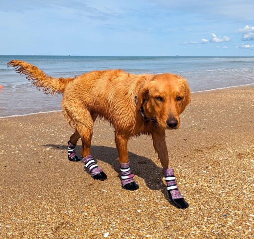 Bark Brite Botas Protectoras de Neopreno Ligero para Patas de Perro Disenadas para Comodidad y Transpirabilidad en 5 Tamanos (Lavanda Lg)