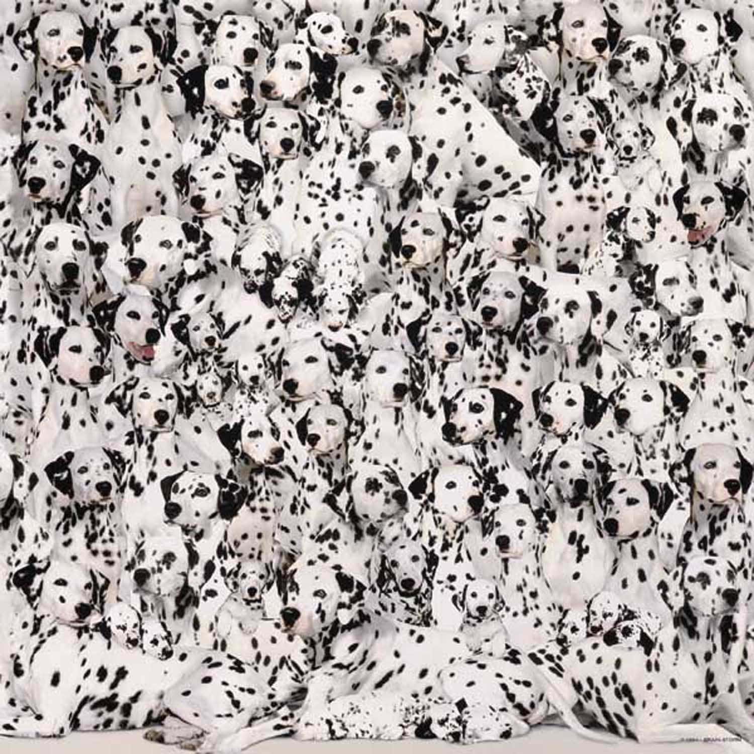 Rompecabezas más difícil del mundo: Dálmatas - Imagen 3