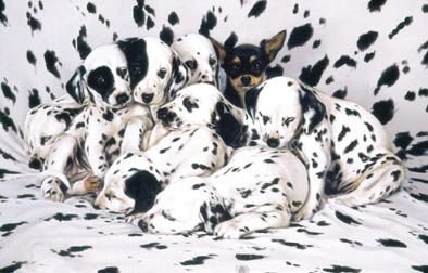 Rompecabezas SunsOut ¿Dónde está Ricardo? de 1000 piezas