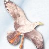 Cometa Jackite Gaviota, Envergadura de 42.5"