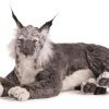 Hansa Laying Lynx de Peluche Coleccionable, Gris, 27.5"