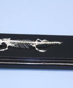 Esqueleto de Lagarto Real C&A Scientific - Premiere 51007
