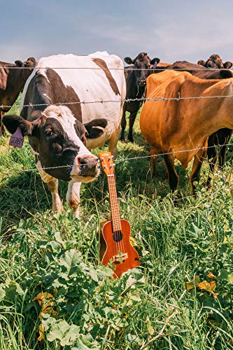 Ukulele Concierto de Caoba Kala KA-C - Imagen 5