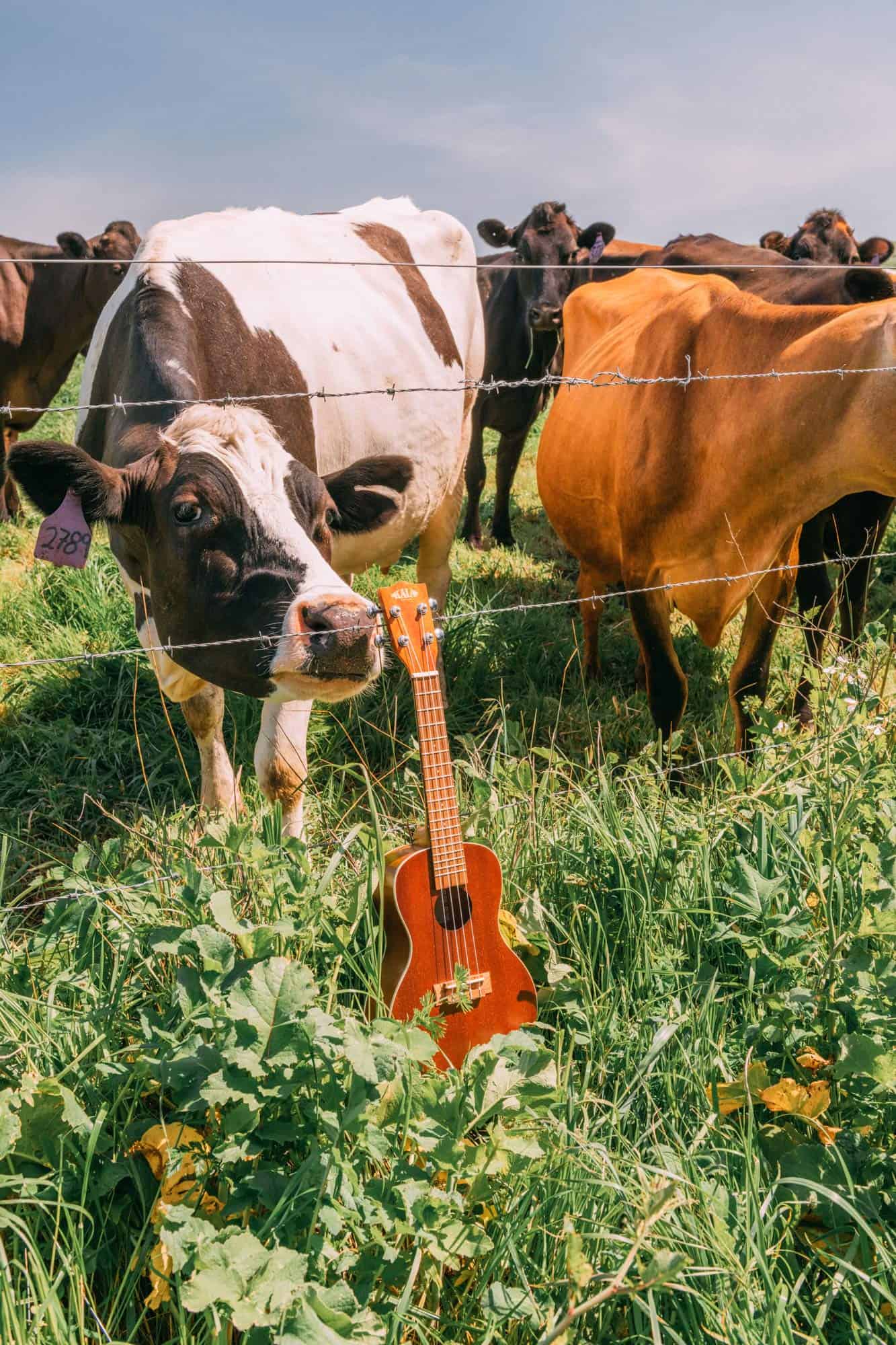 Ukulele Concierto de Caoba Kala KA-C - Imagen 3