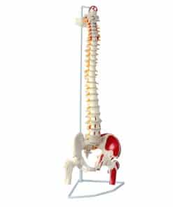 Modelo de Columna Vertebral Cranstein A-311 con Pelvis y
