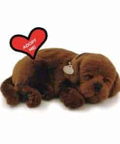 Perfect Petzzz - Chocolate Lab Original Petzzz, Juguete de