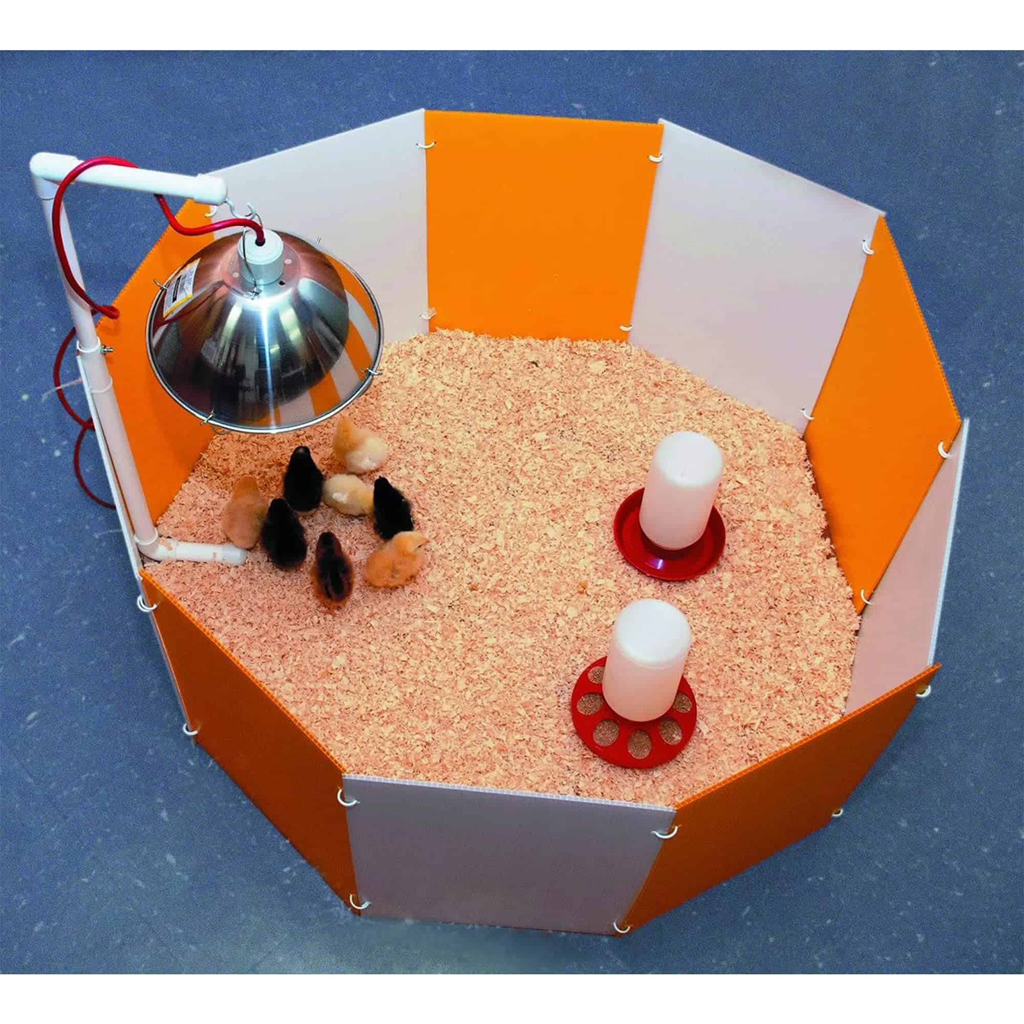 Kit de inicio Farm Innovators 3700 Baby Chick Corral con 10 - Imagen 3