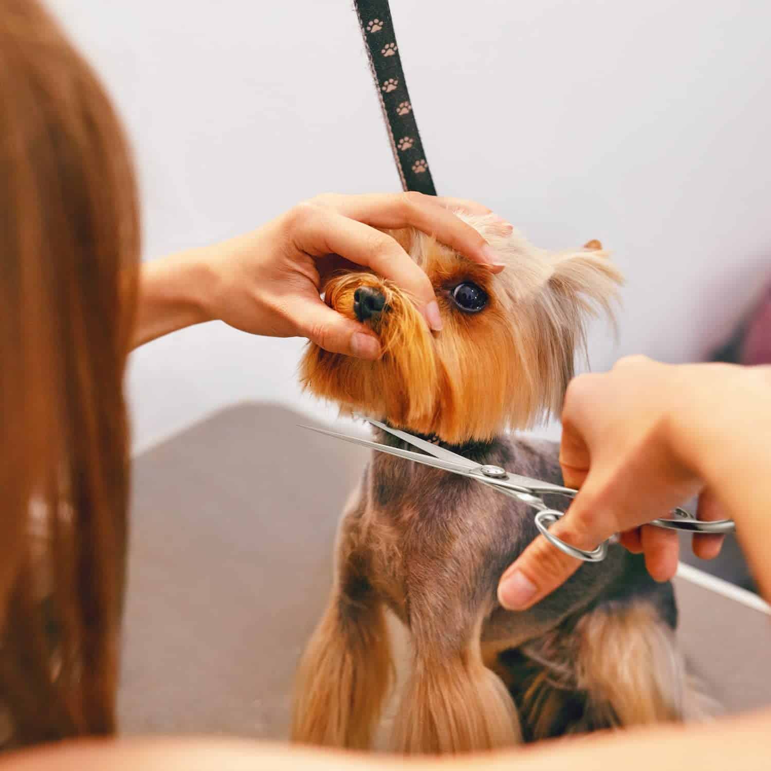 Tijeras de alta gama para el cuidado profesional de perros - Imagen 7