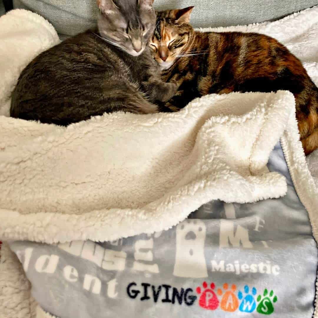 Manta de Gato de Sherpa - Ayuda a Mascotas sin Hogar - - Imagen 4