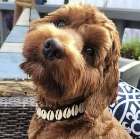 Collar para Perro con Conchas Marinas, Collar Divertido