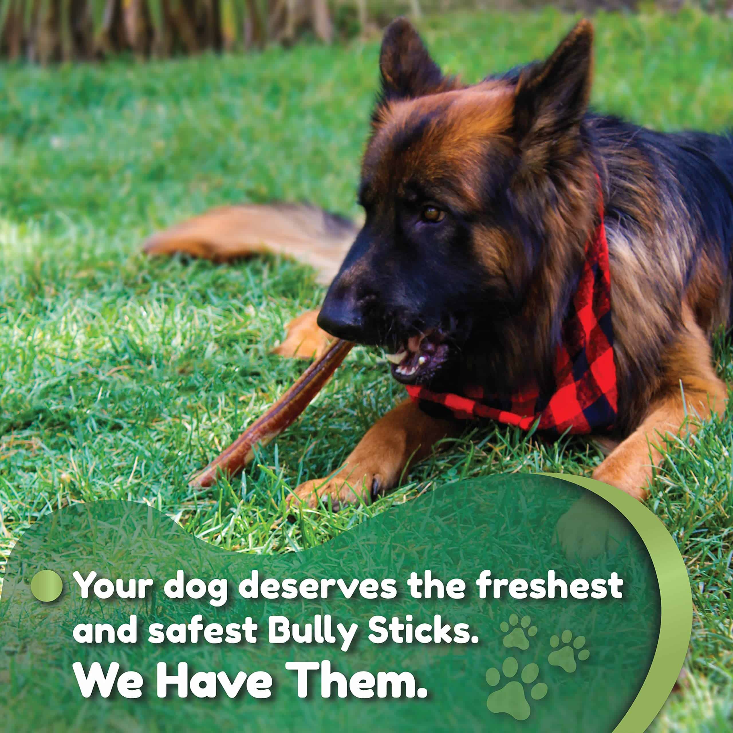 Nemeth Farms Premium European Beef Bully Sticks 6" para - Imagen 6