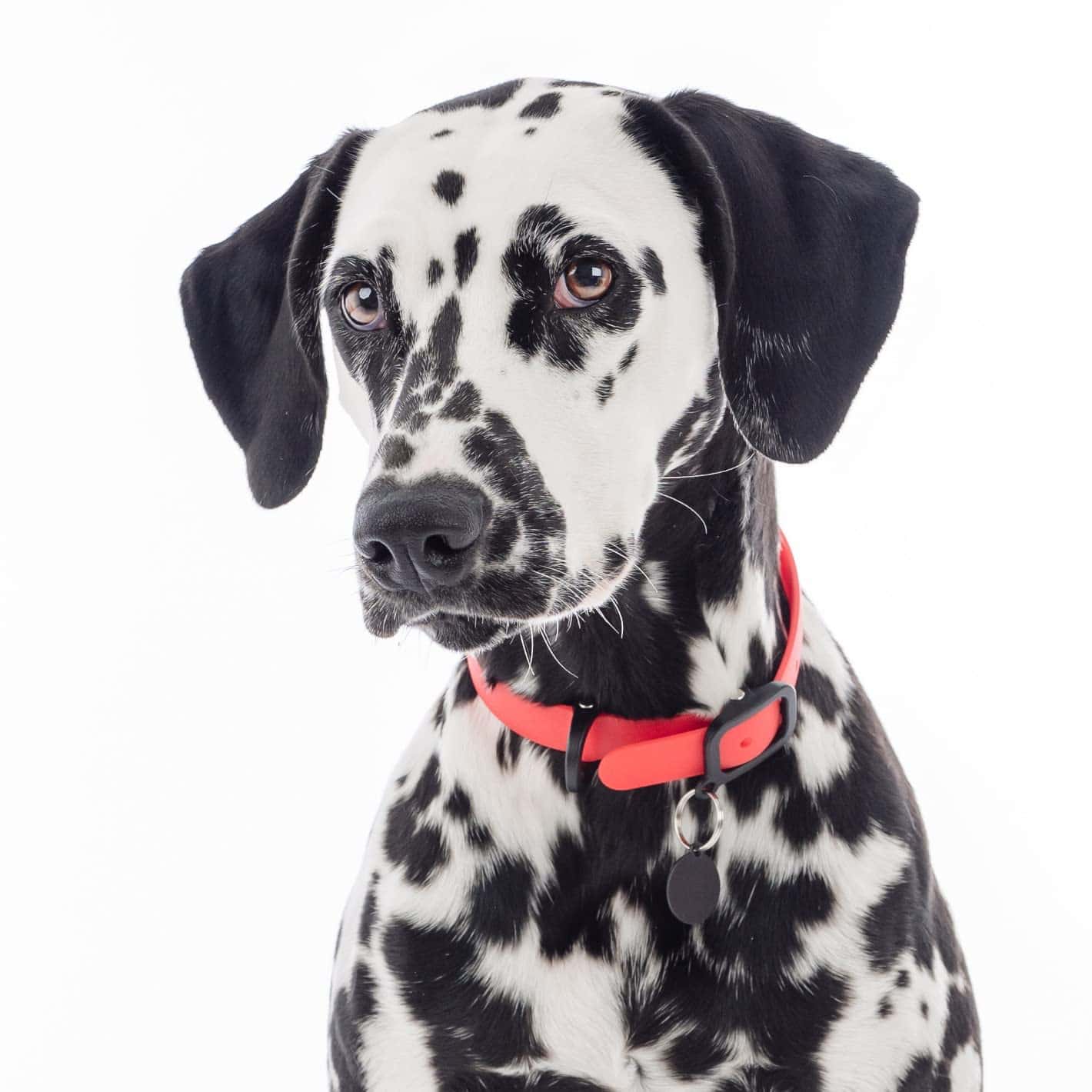 Collar resistente y duradero a prueba de agua NUVUQ para - Imagen 4