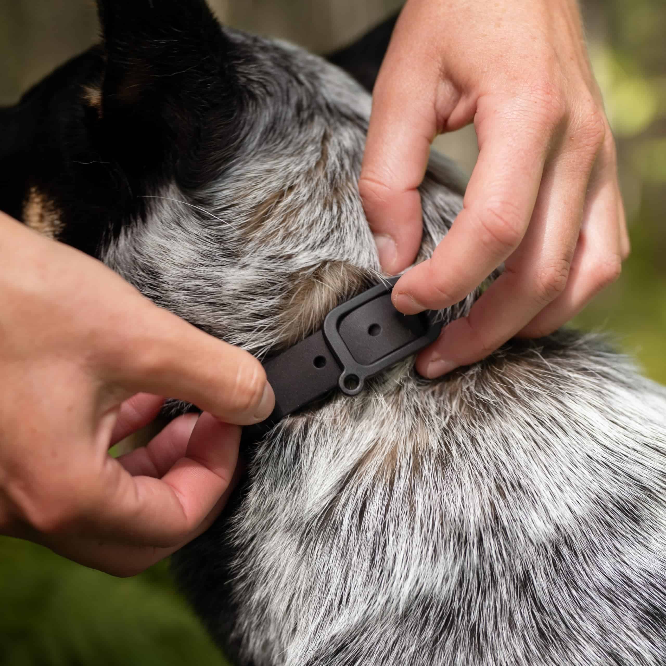Collar para perro resistente al agua y duradero NUVUQ, - Imagen 6