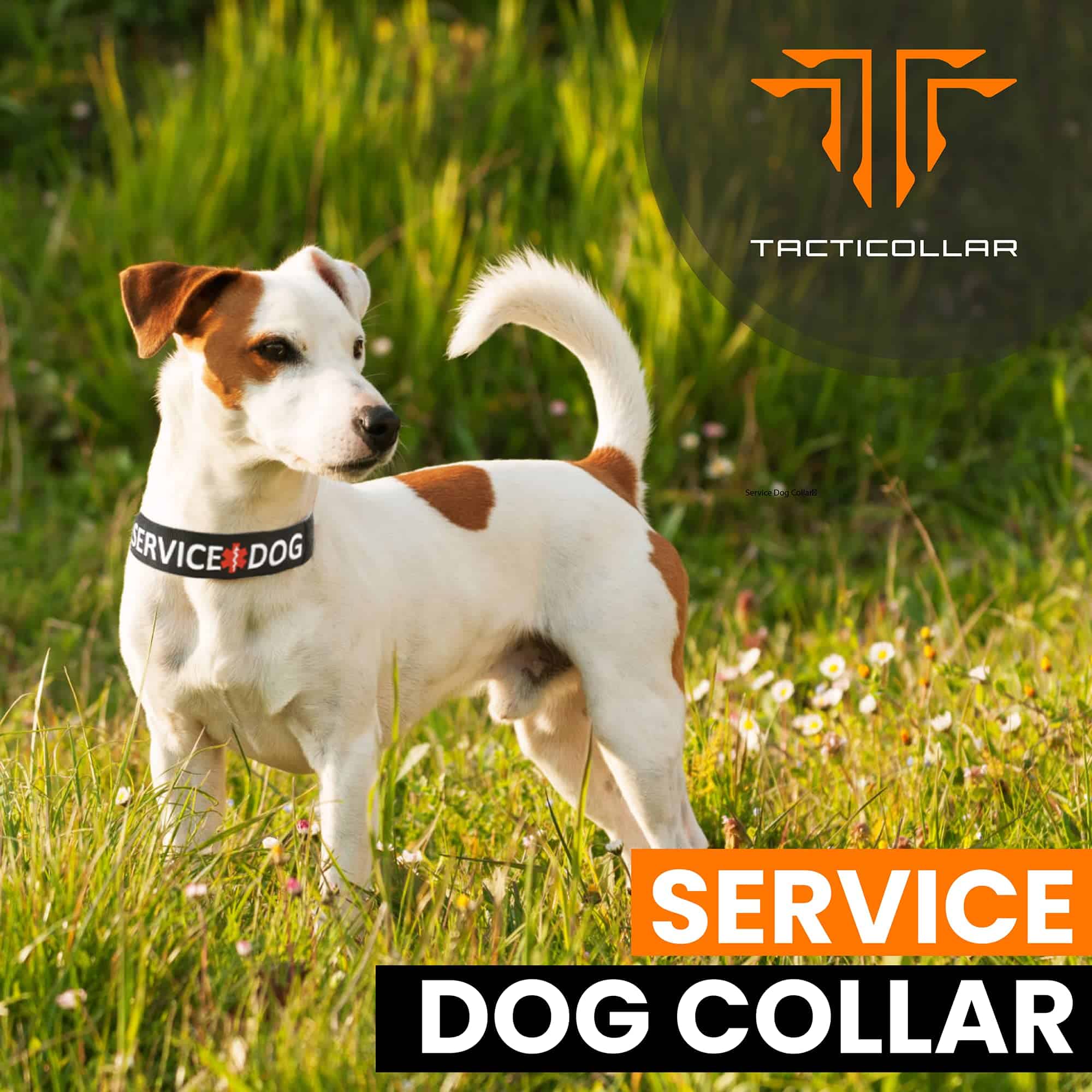 Collar para Perro de Servicio Tacticollar, Nylon, - Imagen 3