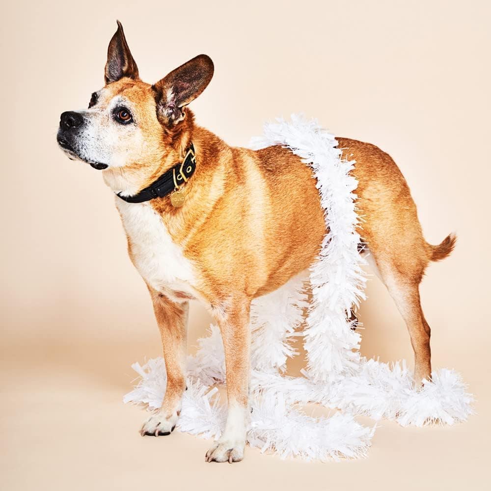 Collar de Gato y Perro de Terciopelo Lavable en Rosa (Extra - Imagen 5