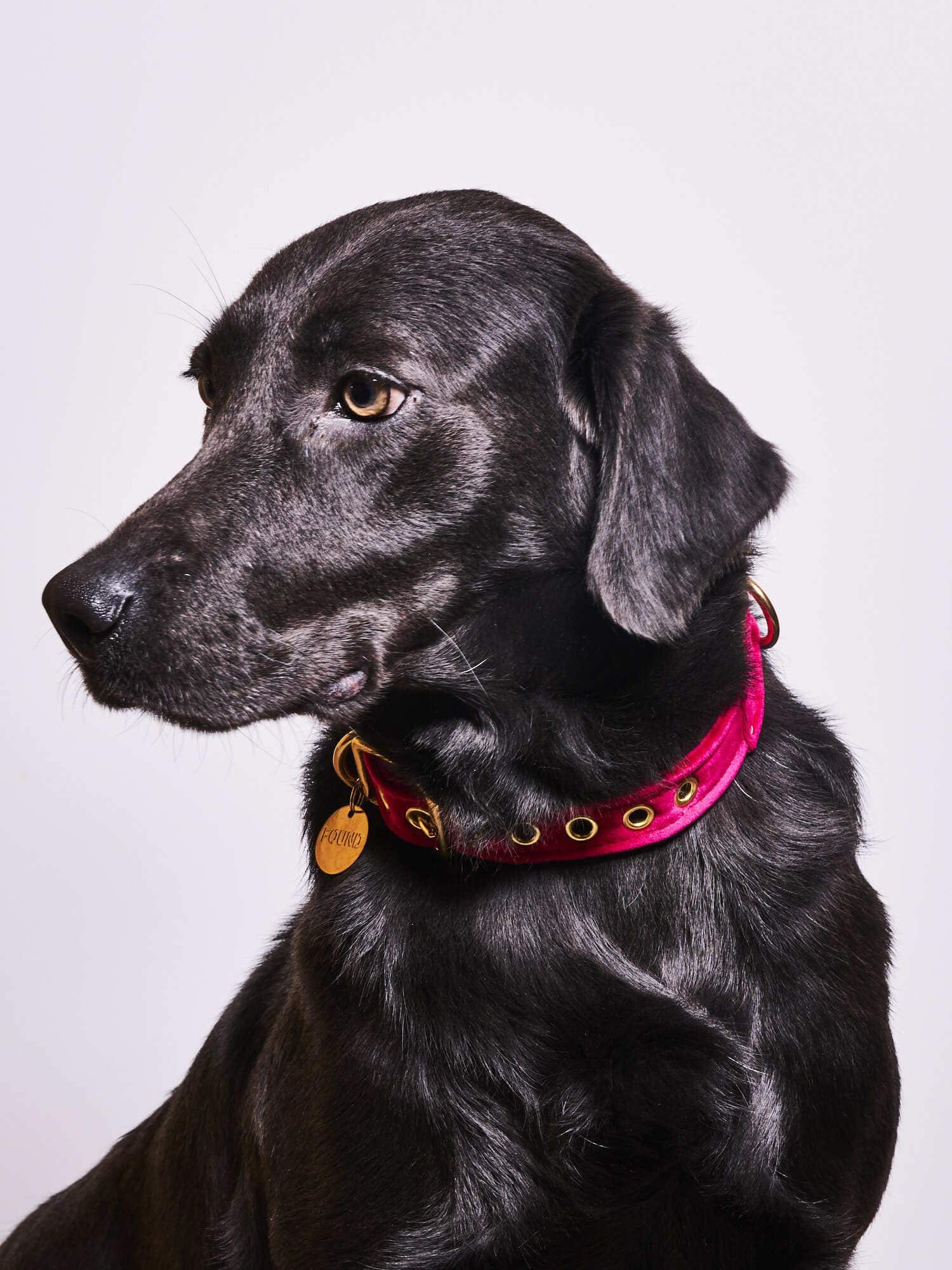 Collar de Gato y Perro de Terciopelo Lavable en Rosa (Extra - Imagen 4