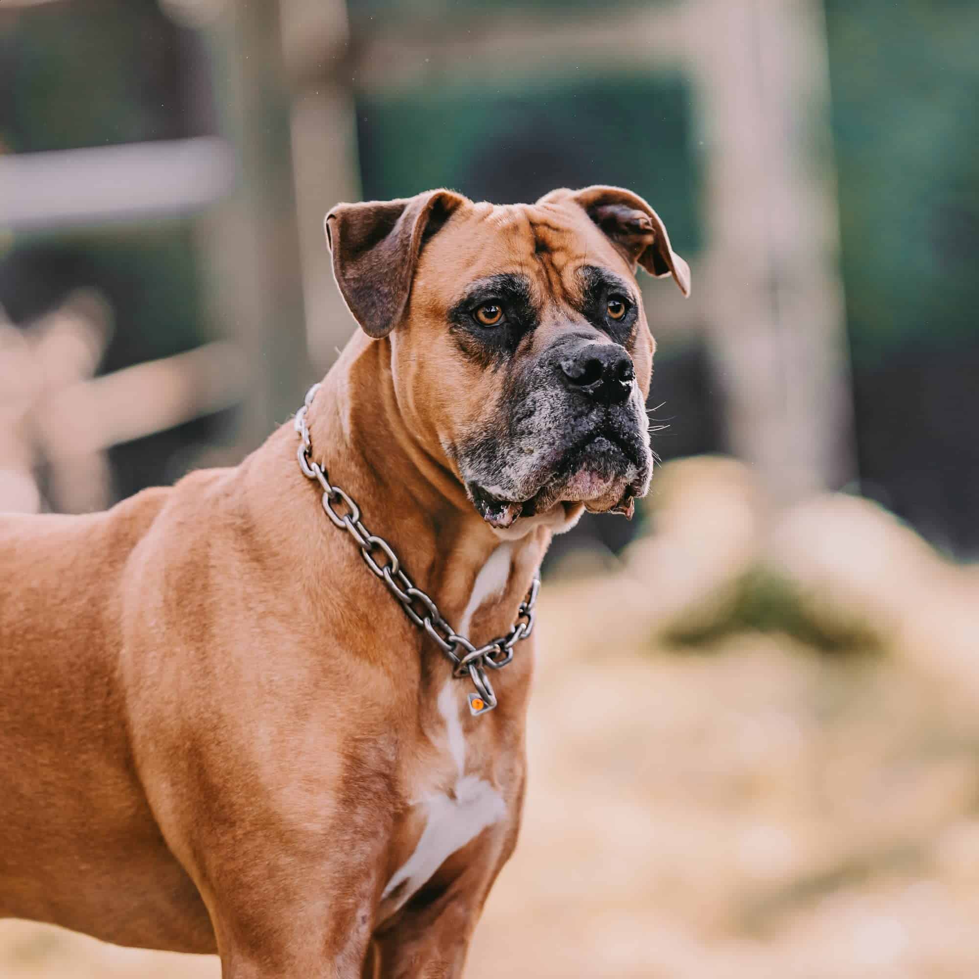 Collar de Adiestramiento Profesional Herm Sprenger Extra - Imagen 7