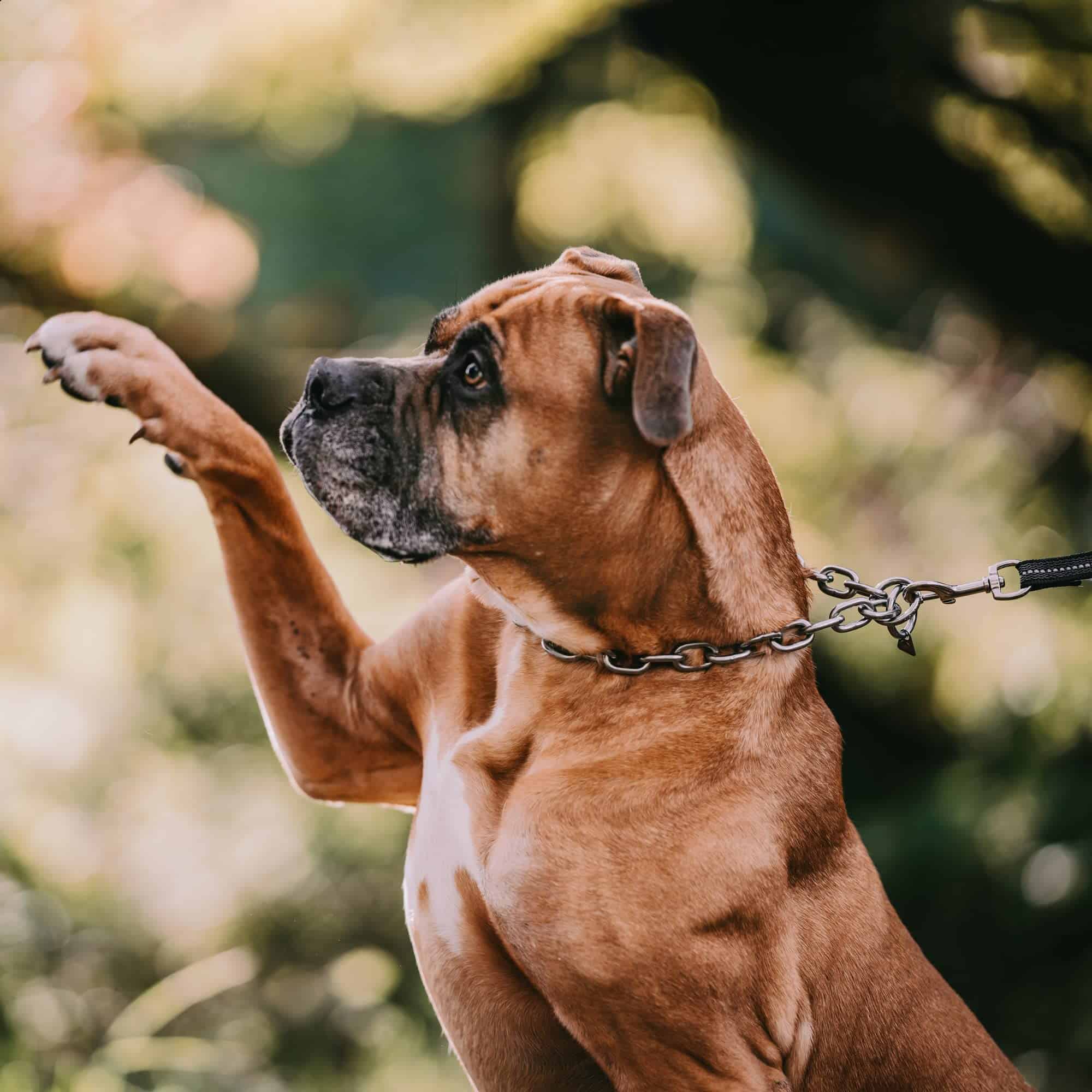 Collar de Adiestramiento Profesional Herm Sprenger Extra - Imagen 8