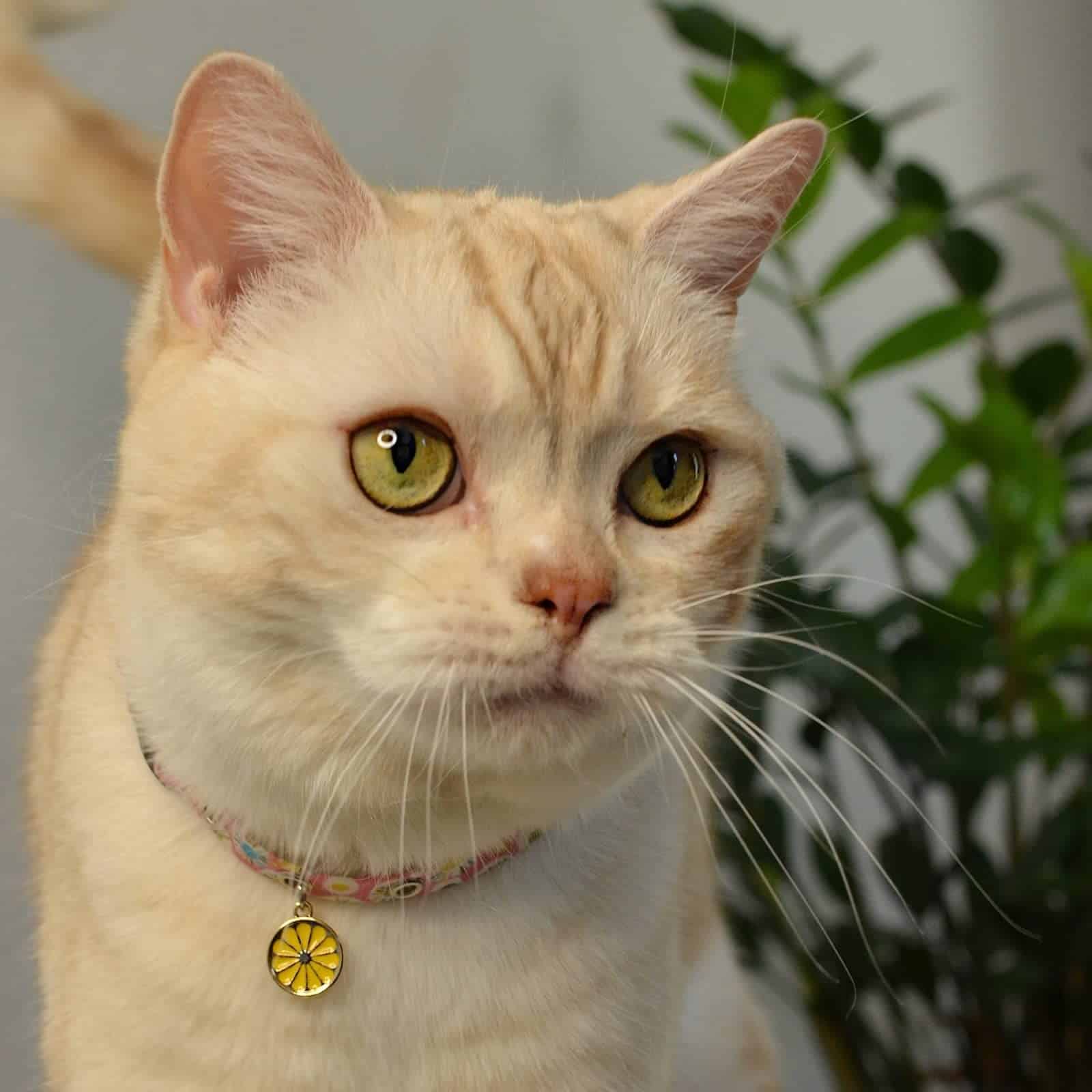 Collar para gatos NECOICHI Spring Blossoms (Rosa) - Imagen 5