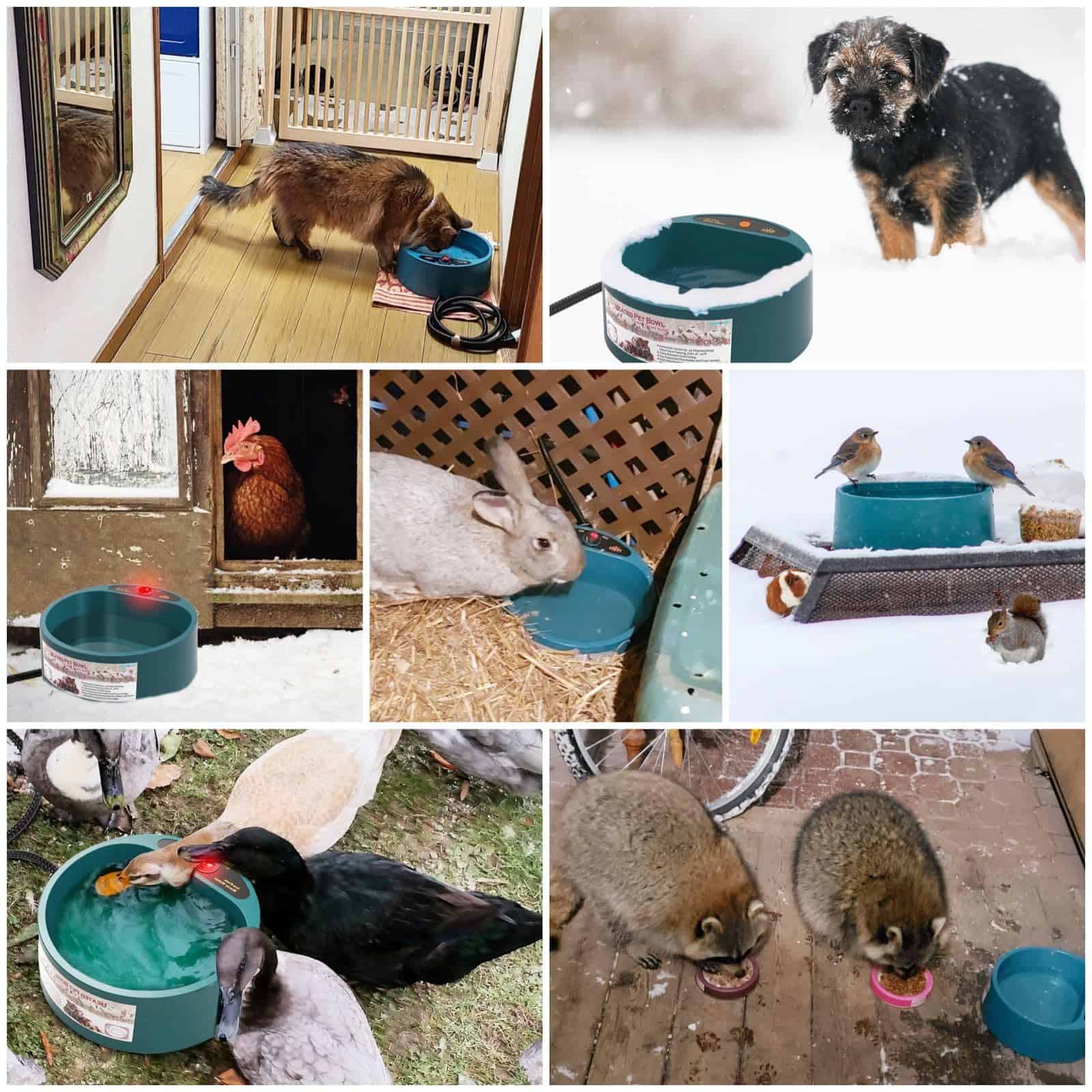 Tazón de Agua Caliente para Gatos Perros de Todas las Razas - Imagen 3