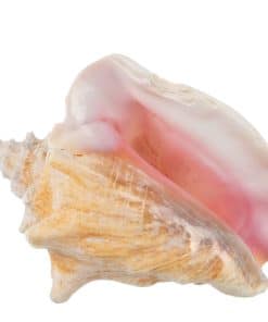 Concha de Caracol - Conchas Marinas Grandes - Calidad de