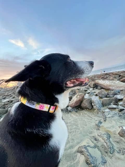 Collar para Perros Boy & Girl de Shaka's Salty Paws en - Imagen 6