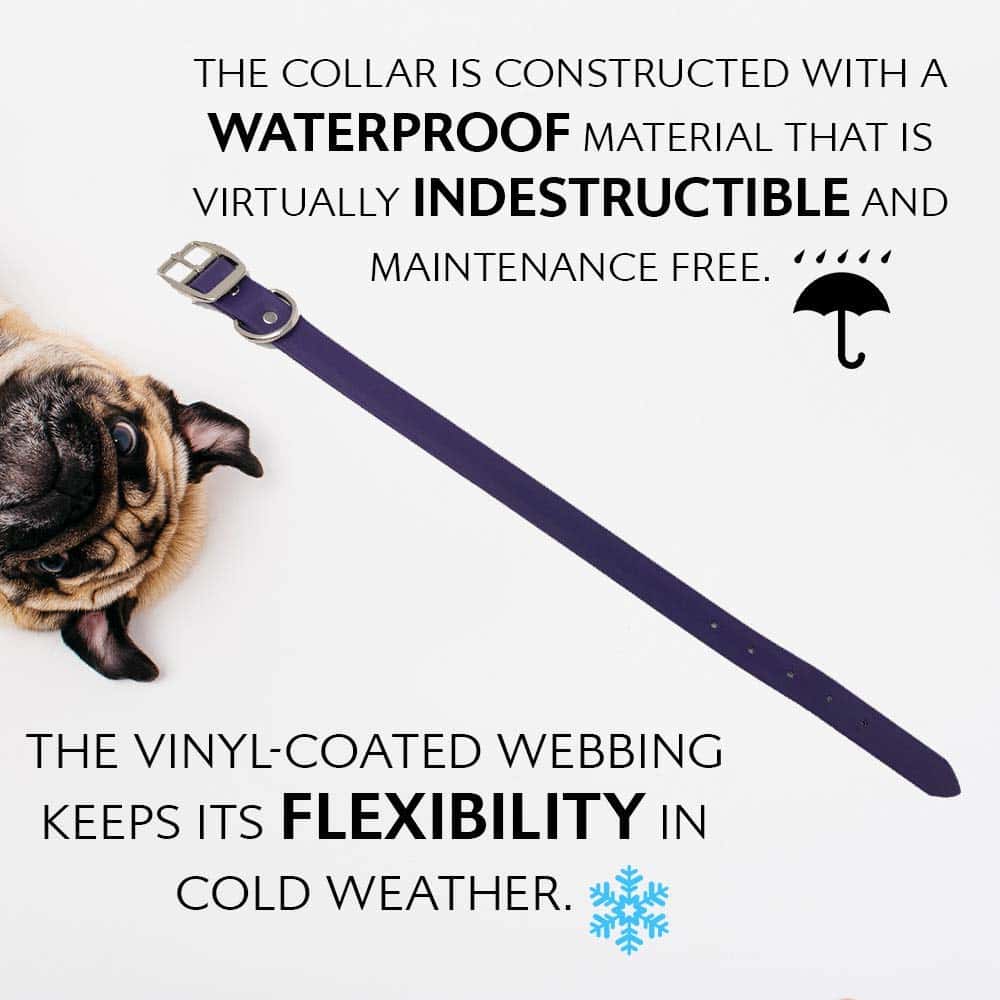 Conjunto de Collar y Correa Impermeable Morado para Perro - Imagen 5