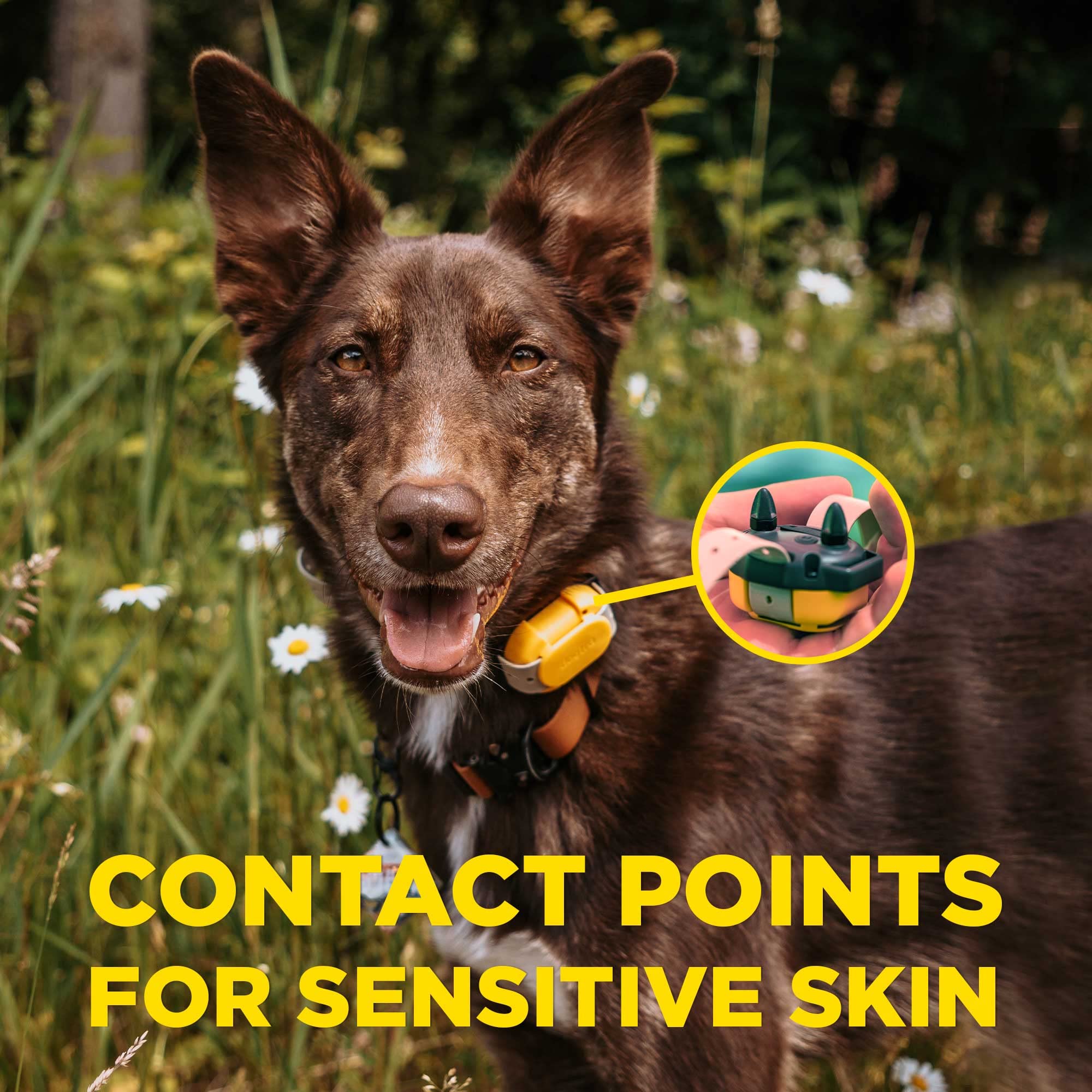 Collar de Adiestramiento para Perros CUE Add On Amarillo - Imagen 7